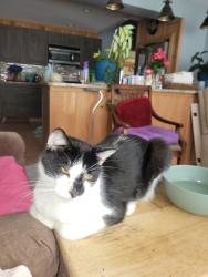 Lost Male Cat last seen Bryan Road, Wilmington, NC 28412