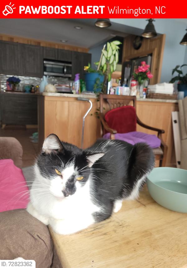 Lost Male Cat last seen Bryan Road, Wilmington, NC 28412