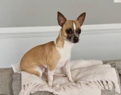 Lost Male Dog last seen Stockton St. & 13th st., Richmond, VA 23224