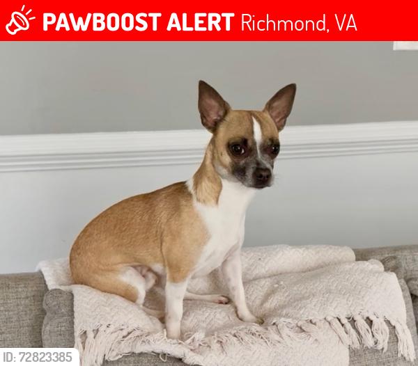 Lost Male Dog last seen Stockton St. & 13th st., Richmond, VA 23224