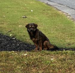 Found/Stray Unknown Dog last seen Club drive in the neighborhood is other intersection, Alpharetta, GA 30004