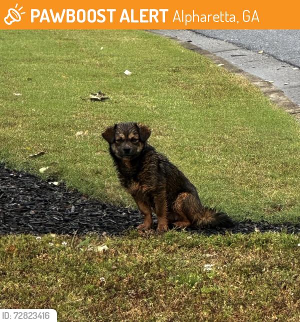 Found/Stray Unknown Dog last seen Club drive in the neighborhood is other intersection, Alpharetta, GA 30004