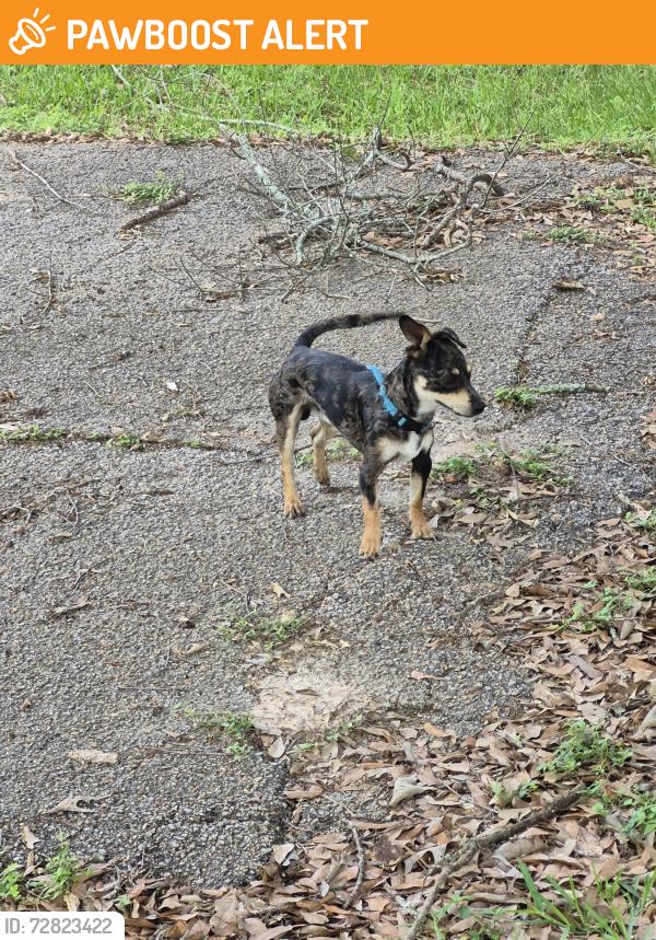 Found/Stray Male Dog last seen Tallow Dr, Montgomery County, TX 77385
