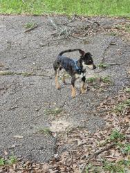 Found/Stray Male Dog last seen Tallow Dr, Montgomery County, TX 77385