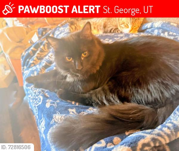 Lost Male Cat last seen Near s river road apt e2, St. George, UT 84790