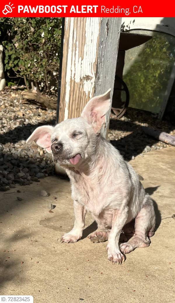 Lost Female Dog last seen Polaris St, Redding, CA 96002