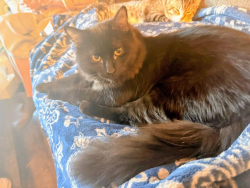 Lost Male Cat last seen Near s river road apt e2, St. George, UT 84790