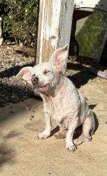 Lost Female Dog last seen Polaris St, Redding, CA 96002