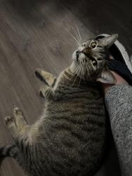 Lost Female Cat last seen 241st and fulmar , Lomita, CA 90717