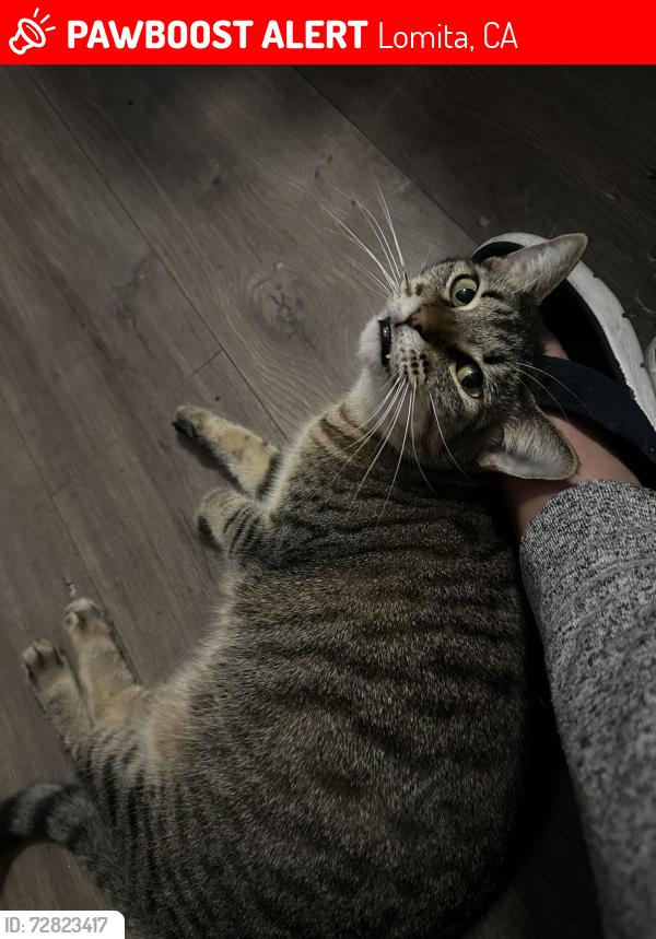 Lost Female Cat last seen 241st and fulmar , Lomita, CA 90717