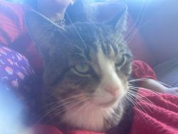 Lost Male Cat last seen Cella And Dolmar, Cincinnati, OH 45239