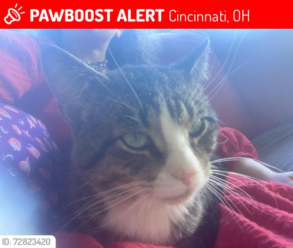 Lost Male Cat last seen Cella And Dolmar, Cincinnati, OH 45239