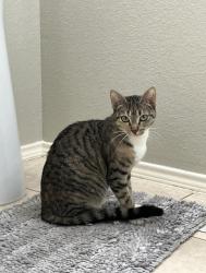 Lost Female Cat last seen Silverado, McKinney, TX 75070