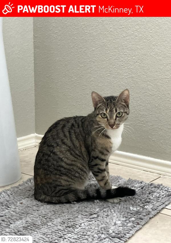 Lost Female Cat last seen Silverado, McKinney, TX 75070