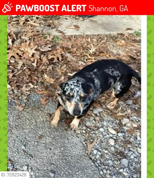 Lost Female Dog last seen Shannon  , Keystone area, Shannon, GA 30161