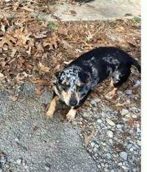 Lost Female Dog last seen Shannon  , Keystone area, Shannon, GA 30161