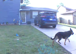Found/Stray Unknown Dog last seen Ulysses & Gary, Park City, KS 67219