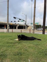 Found/Stray Male Dog last seen Campbell near Jonathon’s the Rub, Houston, TX 77024