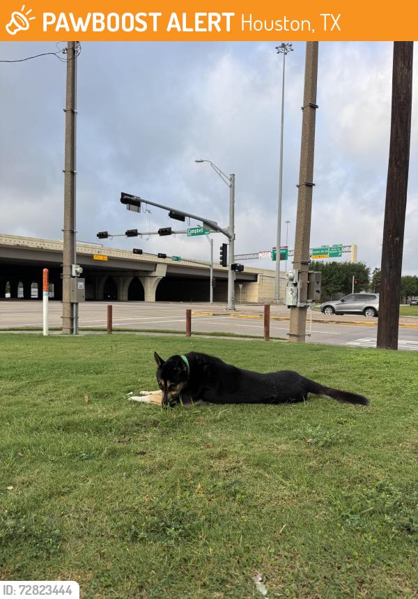Found/Stray Male Dog last seen Campbell near Jonathon’s the Rub, Houston, TX 77024