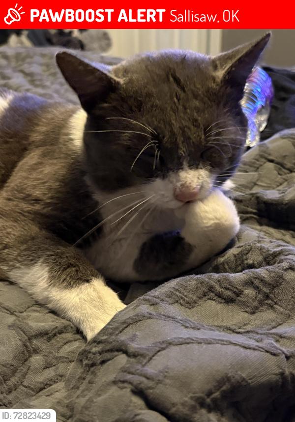 Lost Male Cat last seen by the pink palace antique shop, 10 box. We’re on E creek Ave., Sallisaw, OK 74955