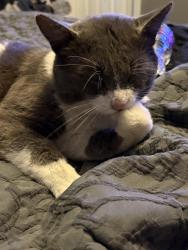 Lost Male Cat last seen by the pink palace antique shop, 10 box. We’re on E creek Ave., Sallisaw, OK 74955
