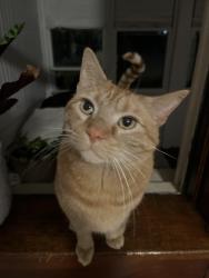 Lost Male Cat last seen Humphrey and Bent, St. Louis, MO 63116