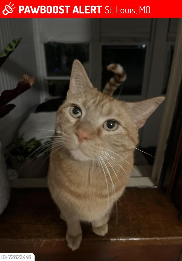 Lost Male Cat last seen Humphrey and Bent, St. Louis, MO 63116