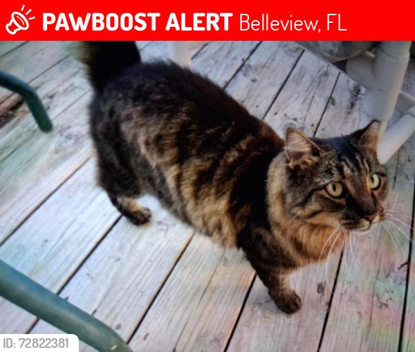 Lost Female Cat last seen Hwy 441 & C25, Belleview, FL 34421