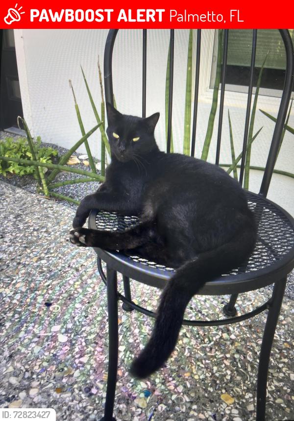 Lost Male Cat last seen Pinfish Lane and Tarpon Rd. , Palmetto, FL 34221