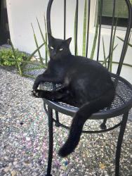 Lost Male Cat last seen Pinfish Lane and Tarpon Rd. , Palmetto, FL 34221