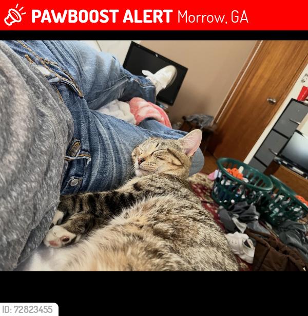 Lost Male Cat last seen Near queen elizabeth way , Morrow, GA 30260