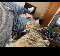 Lost Male Cat last seen Near queen elizabeth way , Morrow, GA 30260