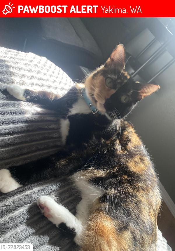 Lost Female Cat last seen north 14th ave and viola , Yakima, WA 98902