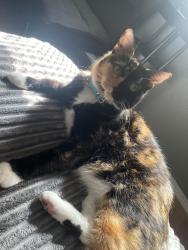 Lost Female Cat last seen north 14th ave and viola , Yakima, WA 98902