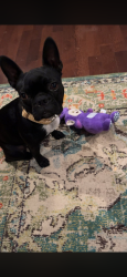 Lost Female Dog last seen Jake s and Stan schlueter , Killeen, TX 76549
