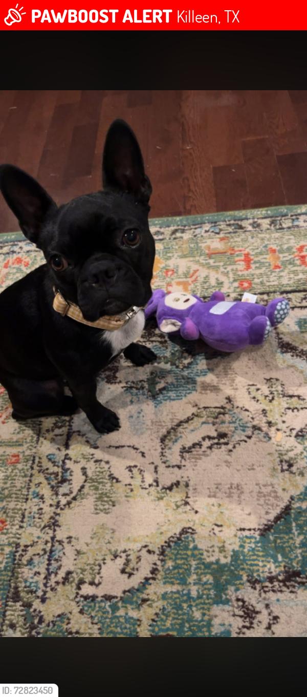 Lost Female Dog last seen Jake s and Stan schlueter , Killeen, TX 76549