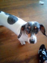 Lost Male Dog last seen 36th St and Thomas , Phoenix, AZ 85008