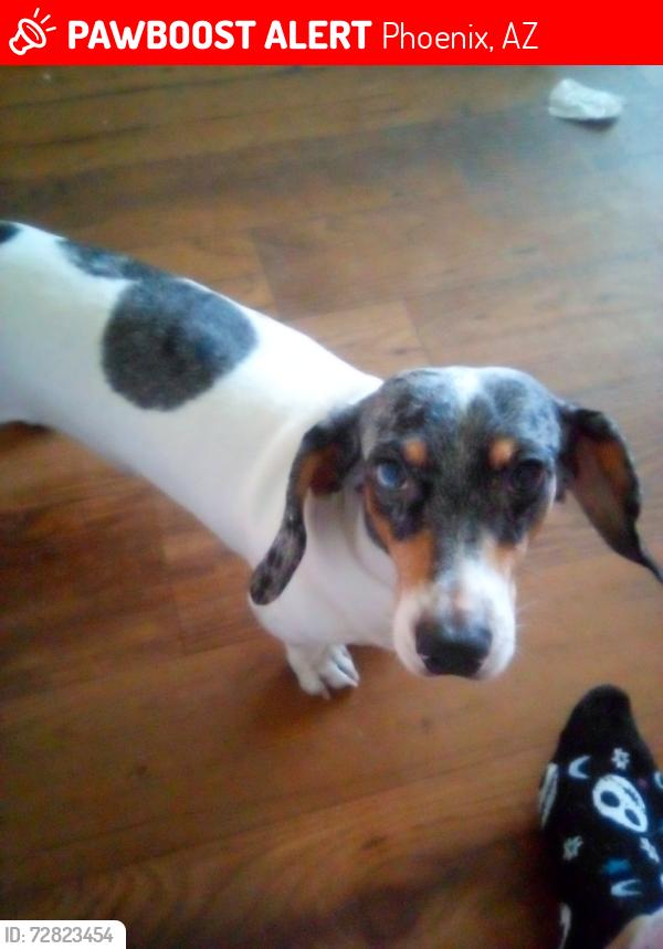 Lost Male Dog last seen 36th St and Thomas , Phoenix, AZ 85008