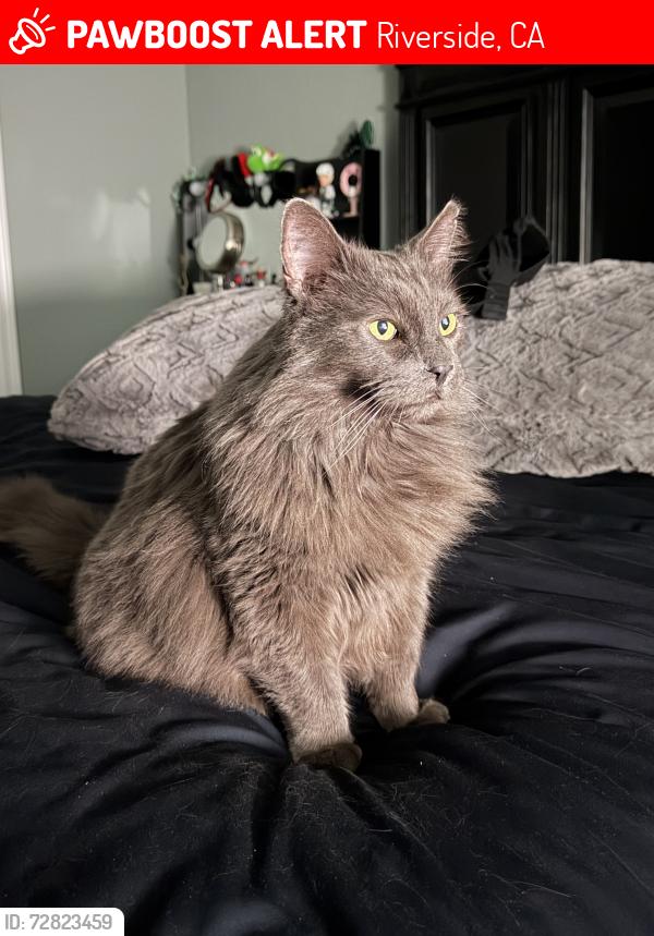 Lost Male Cat last seen Tyler St, Indiana Ave , Riverside, CA 92503