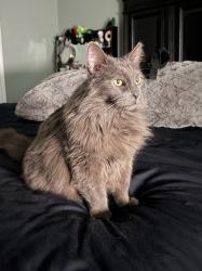 Lost Male Cat last seen Tyler St, Indiana Ave , Riverside, CA 92503