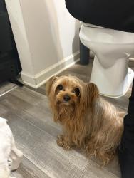 Found/Stray Male Dog last seen Maidenhair drive , Raleigh, NC 27610