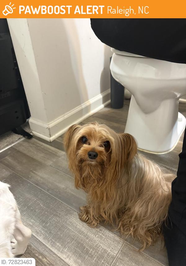 Found/Stray Male Dog last seen Maidenhair drive , Raleigh, NC 27610