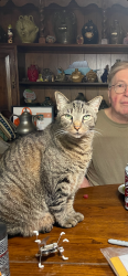 Lost Male Cat last seen Webb bridge road, Alpharetta, GA 30005