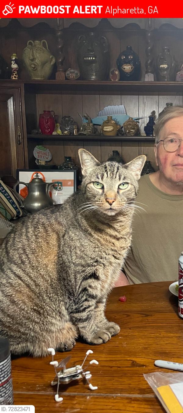 Lost Male Cat last seen Webb bridge road, Alpharetta, GA 30005