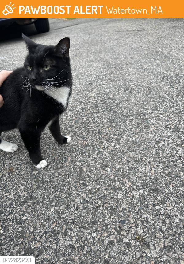 Found/Stray Unknown Cat last seen Cypress and Dexter ave, Watertown, MA 02472