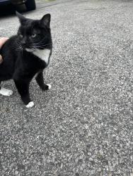 Found/Stray Unknown Cat last seen Cypress and Dexter ave, Watertown, MA 02472