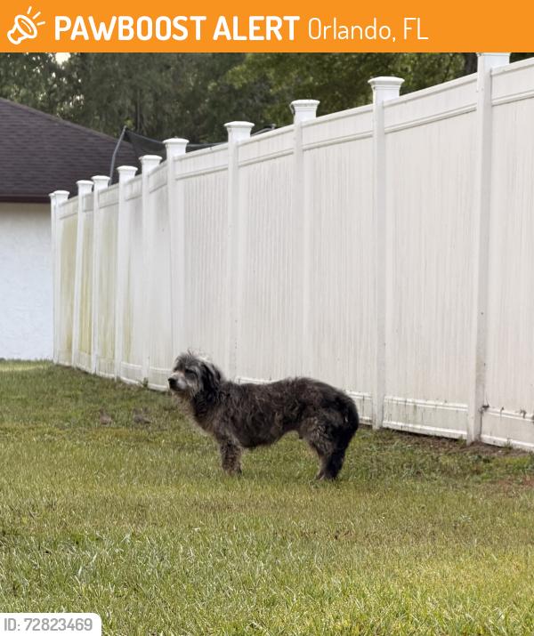 Found/Stray Male Dog last seen University Blvd. and Hall/Bibb Rd. , Orlando, FL 32817