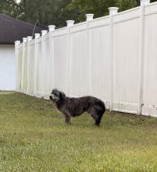 Found/Stray Male Dog last seen University Blvd. and Hall/Bibb Rd. , Orlando, FL 32817