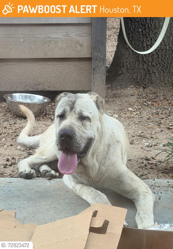 Found/Stray Female Dog last seen Near Monkey's Tail on Fulton St. zip code 77009, Houston, TX 77009