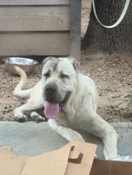 Found/Stray Female Dog last seen Near Monkey's Tail on Fulton St. zip code 77009, Houston, TX 77009